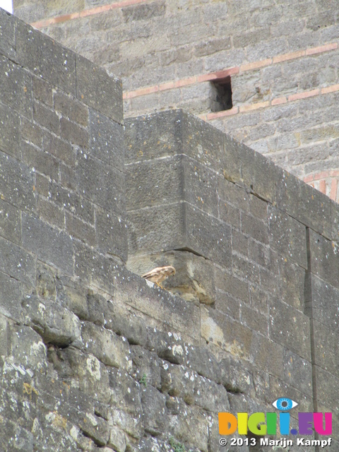 SX28399 Kestrel (Falco tinnunculus) on castle